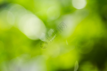 叶子用于背景的模糊绿叶和黄的Bokeh和光线质地束图片