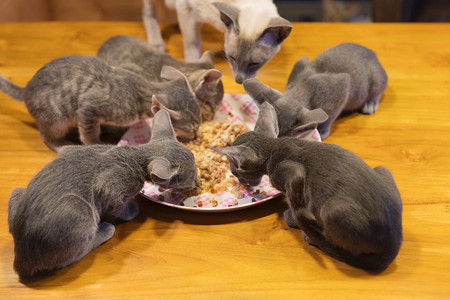 内部的虎斑猫四只东方短毛小猫从盘子上吃动物图片