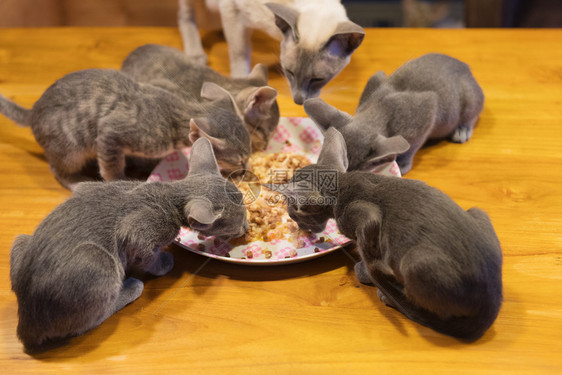 内部的虎斑猫四只东方短毛小猫从盘子上吃动物图片