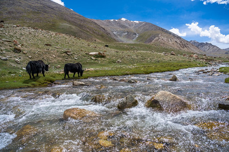 小溪河流旁的牛图片