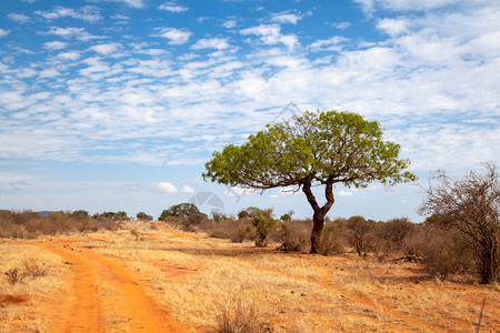 草原美丽的红土路附近绿树肯尼亚风景公园图片