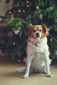 犬类新的帽子年快乐圣诞节日和庆祝活动房间里可爱的狗宠物圣诞树肖像新年快乐节日和庆祝活动房间里可爱的狗宠物圣诞树图片