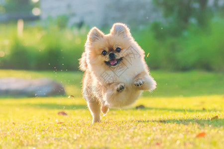 头发人可爱的小狗波美拉尼亚混合品种北京狗在草地上奔跑幸福快乐的小狗波美拉尼亚混合品种站在白色背景的狗儿棕图片