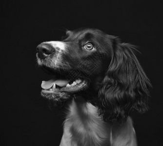 施普林格黑色的工作英国史宾格犬小狗六个月大工作室拍摄黑白图像牙齿背景图片