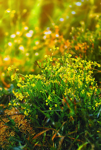 模糊的花卉背景不集中的黄草地花朵苦辣酱紧贴的黄色和绿花林背景金的野色调背景图片