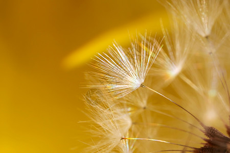 Dandelion种子近距离接的复制空间亮黄色音彩虹波束详细宏观照片摘要巨型图像蓬松的壮观冷静图片