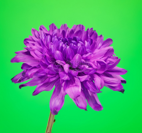 绿色背景的鲜紫罗兰菊花新鲜的爱图片