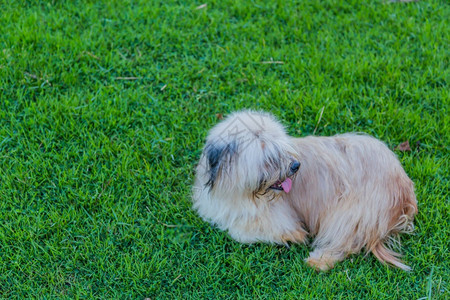 站立冠军流浪狗坐在草坪上我只有感觉舌头图片