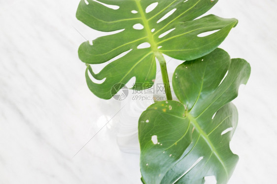 美丽白色的梅布和绿植物在顶端股票照片桌子结石柜台图片
