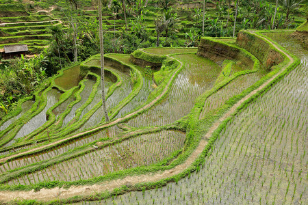 旅行亚洲印度尼西巴厘乌布德Ubud的红绿色Tegallallalanang水稻梯田景象收成图片