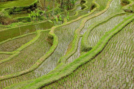 草地印度尼西亚巴厘乌布德Ubud的红绿色Tegallallalanang水稻梯田景象郁葱粮食图片