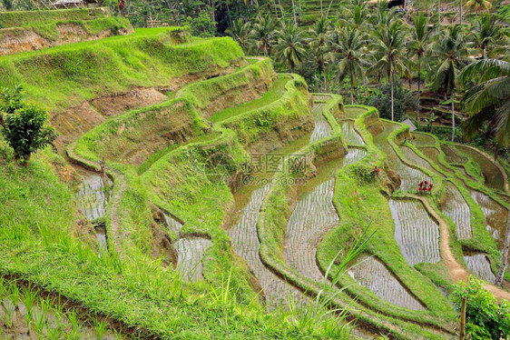 乡村的传统阳台印度尼西亚巴厘乌布德Ubud的红绿色Tegallallalanang水稻梯田景象图片