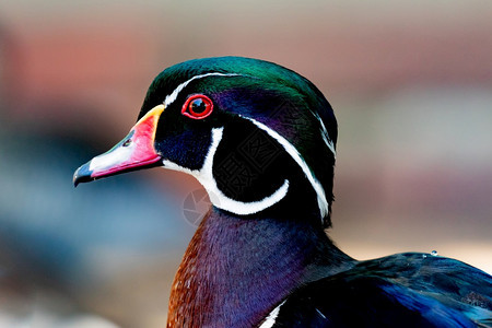 红眼睛的黑异国鸭头部有红眼和线条户外禽类亚洲人图片