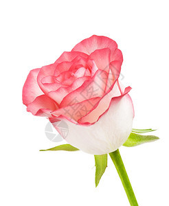 投标粉红玫瑰花白底孤立于花瓣叶子图片