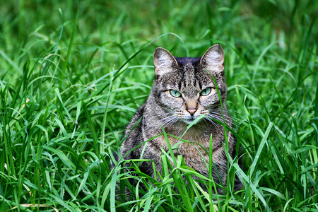 灰色的户外一只大灰猫坐在厚的绿草地上坐着图片