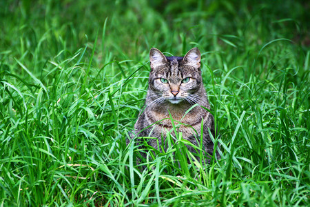 关心有条纹的绿色一只大灰猫坐在厚的绿草地上图片