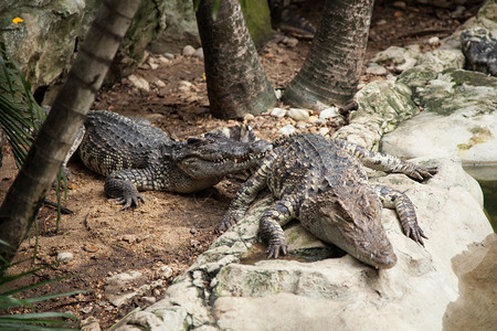 两栖动物苹果浏览器热带动物园地区鳄鱼野生动物在陆地和水中生活图片