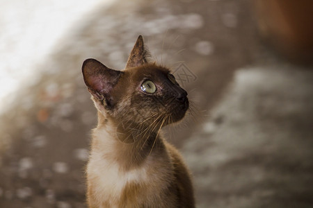 坐在地板上的棕色猫毛茸科动物可爱图片