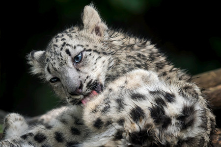 小雪豹粉红青雪舔它的毛猫科动物亚洲力量图片