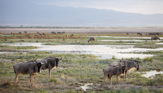 非洲人荒野Gnuantelopes站在水边国民图片
