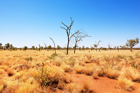 澳大利亚北部地区UluruKataTjuta公园外背场景草自然领土图片