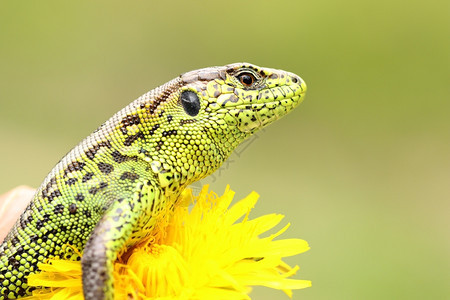 Lacertaagilis站在黄色的花朵上皮肤爬虫类丰富多彩的图片