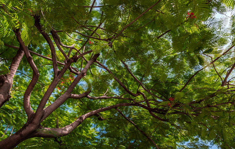 阳光穿过波斯丝绸树小绿叶的细阳光关于花园模糊绿化的AlbiziaJullibrissin在设计中采用平静放松自然概念新鲜的异国情图片