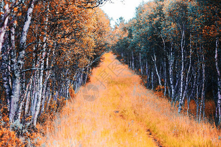 橙北森林秋天路径风景背高清森林秋天路径风景背北方图片