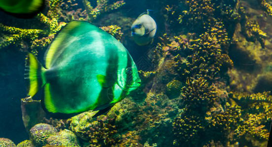 紧闭一只大白天使鱼黑色条纹和黄鳍巨大的水族馆宠物在中游泳热带鱼类黄色的生活水下图片