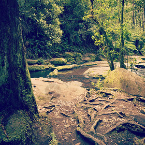 树木澳大利亚人洋公路沿线奥特韦斯公园的森林带有逆向Instagram风格过滤效应岩石图片