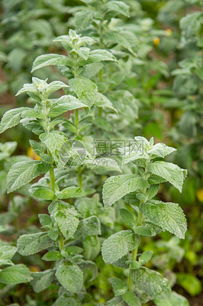 薄荷植物药在花园中种植的林薄膜物中生长的薄粉植物香气图片