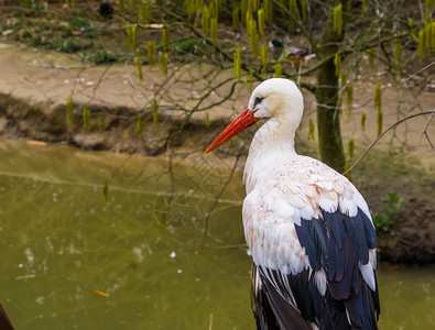 奇科尼亚迁移欧洲的普通鸟儿在水面站立着白鹤紧关地图片