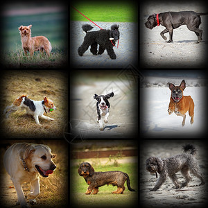 欢乐狗照片在拼贴不同时刻和品种中犬类外部快乐的图片