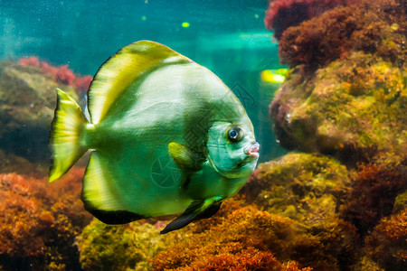 海洋大条纹神仙鱼流行的热带水族馆宠物热带鱼的特写巨大自然图片