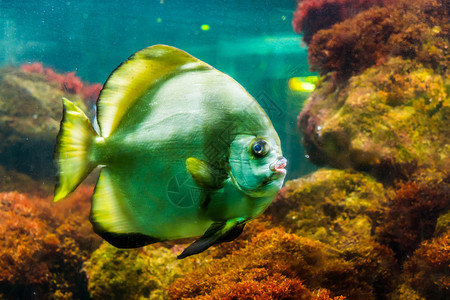 海洋大条纹神仙鱼流行的热带水族馆宠物热带鱼的特写巨大自然图片
