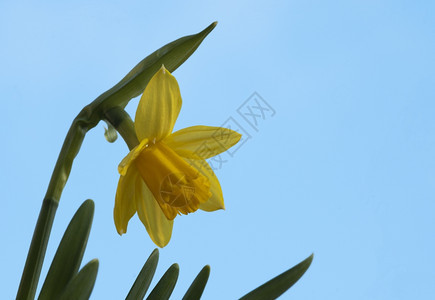 蓝色天空的黄面水仙卡片花园美丽图片