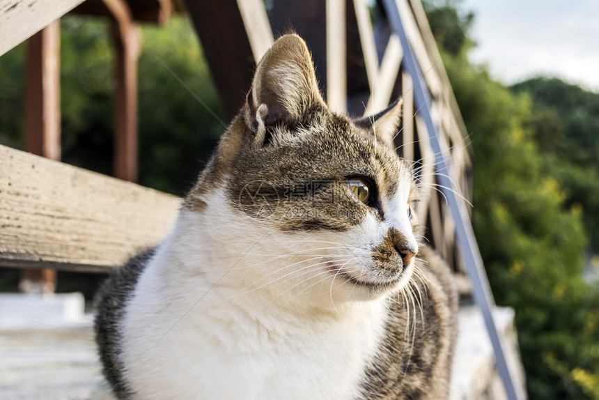 条纹的一只眼睛穿透美丽猫侧面景色希腊观探的眼睛穿透漂亮猫侧面景色耳朵脸图片