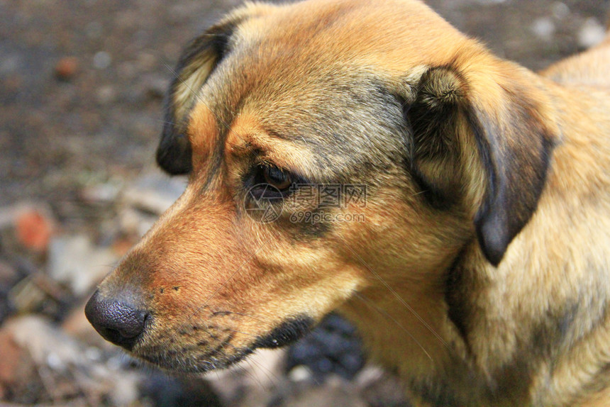 蒙克雷尔狗温和轻的悲伤棕色宠物悲哀的杂种站在地上饥饿的可悲是尾巴图片