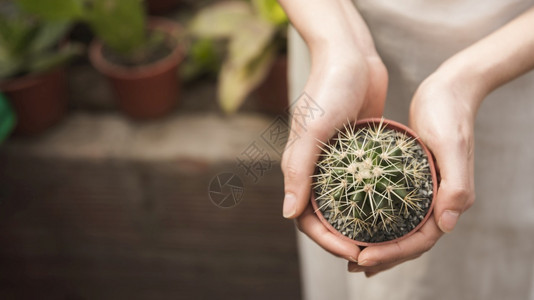 关心自然妇女手握着小型的二陶植物多汁的图片