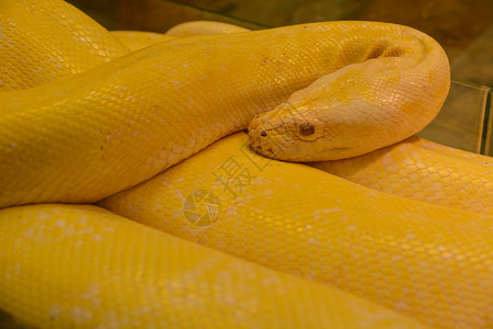 关闭金黄蛇危险爬虫学黑色的动物图片