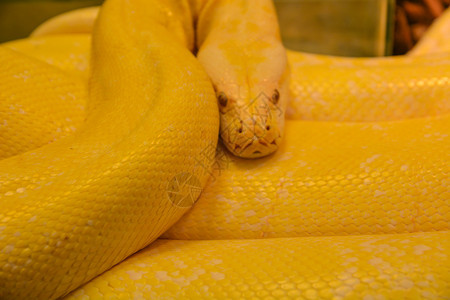 公园关闭金黄蛇危险动物学球图片