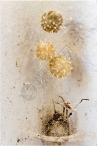 北特罗姆斯保护在厚蜘蛛丝后面的美丽小蜘蛛蛋袋外部图片