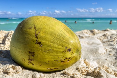 热带海滩上的椰子图片