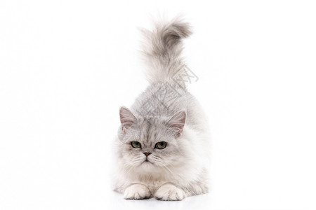 可爱的白色波斯猫图片