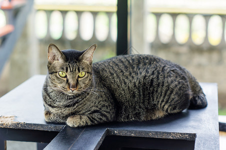 晶须灰色条纹猫软焦点虎斑有条纹的图片