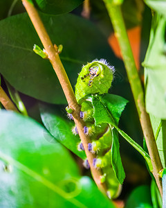 异国情调勒博绿色一只长在树枝上行走的李波丝蛾虫毛幼级蝴蝶热带昆虫从美洲飞来图片