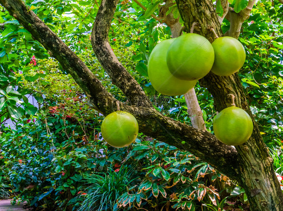 栽培果实丰盛的卡拉巴什树广受欢迎的热带水果植物来自美洲的外品种双子叶植物农业图片
