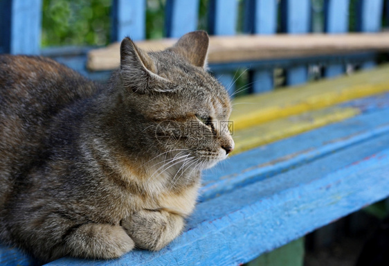 成年人无家可归棕色褐猫躺在一个古老的多色长椅上手表图片