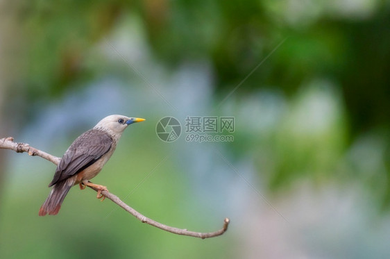 荒野有绿色背景的树枝上栗子尾星或灰发黑头泰国栗子尾星PharchababriThapeChestnut尾星森林板栗图片