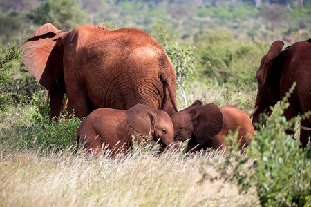 非洲人旅游红象家族在灌木丛之间行走红象家族在灌木丛之间行走稀树草原图片